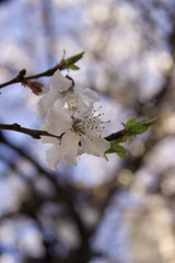 Blossoming cherry blossoms on a branch with swollen buds and green leaves on a background of unfocused clear blue sky