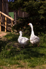 A pair of white geese walking on the green grass against a wooden building on a clear Sunny summer day