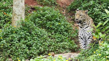 Leopard in the forest