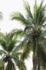 Fototapeta na wymiar Coconut in the garden