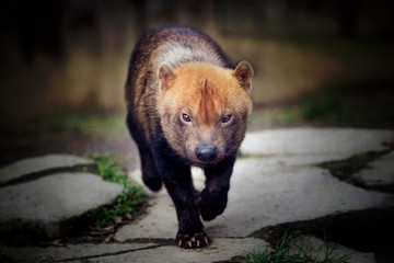 a running bush dog