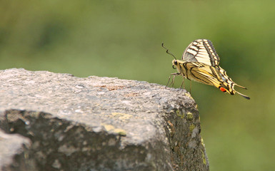 scarce swallowtail on stone with bokeh background
