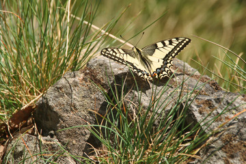 scarce swallowtail sitting on the snow, butterfly