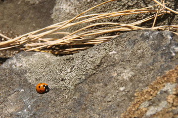 ladybird on a stone