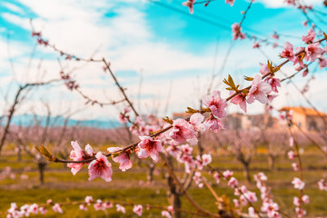 Blossoming peach tree in Benissanet, a beautiful town in Catalonia, Spain. Flowers sprout during the spring and the landscape is transformed. The fields flowered transmit sensations positive and of
