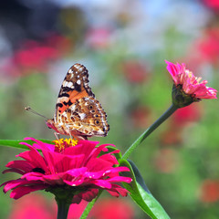 butterfly on flower