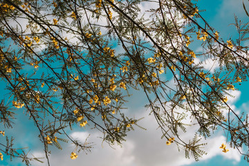 branches of a tree against blue sky