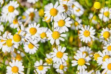 Pharmacy chamomile is medicinal plant, field with white flowers