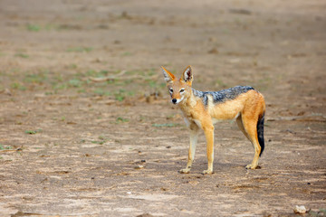 The black-backed jackal (Canis mesomelas) in beautiful evening light during sunset in desert