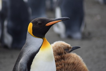 Manchot royal Crozet Terres australes