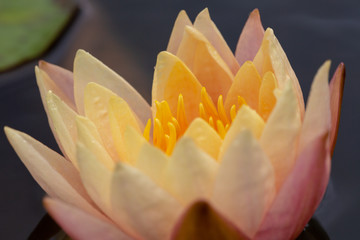 Lotus and water lily flowers  close up in the pond with bright colors of petals and pollen. beautiful nature gives peaceful and serene atmosphere.  Lotus and water lily flowers are symbol in Buddhism