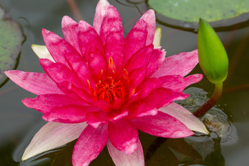 Lotus and water lily flowers  close up in the pond with bright colors of petals and pollen. beautiful nature gives peaceful and serene atmosphere.  Lotus and water lily flowers are symbol in Buddhism