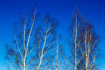 Tops of birches against the blue sky