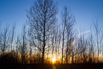 Sunset behind the forest