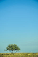 Obraz premium tree and blue sky