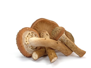 Hallimasch, Honigpilze, Armillaria, vor weißem Hintergrund