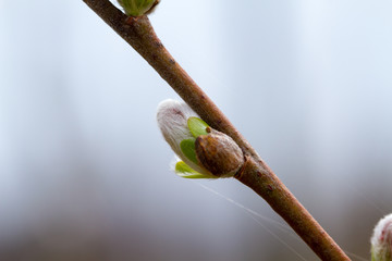 Young bud on a tree