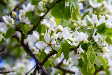 Blooming apple tree