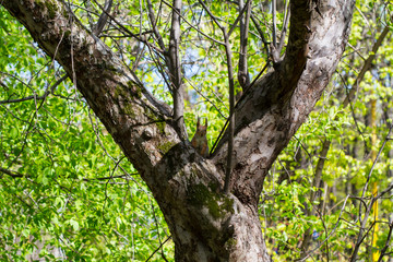 Obraz premium Squirrel on a tree
