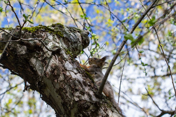 Squirrel on a tree