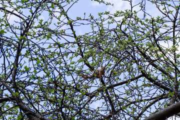 Squirrel on a tree
