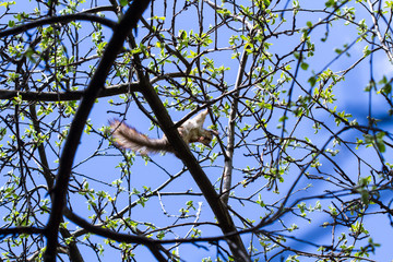 Squirrel on a tree