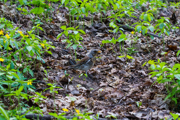 Bird in the forest
