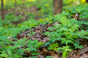 Bird in the forest
