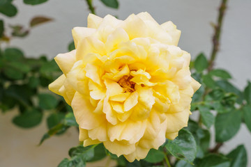 Yellow roses flower in the garden