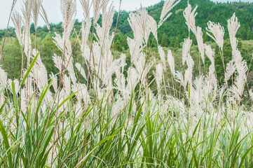 砥峰高原イメージ・中世日本、峠越えの道