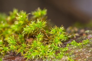 Nahaufnahme von nassem Moos auf einem Baum, Deutschland