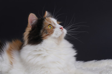 Fototapeta premium Cute cat with yellow eyes