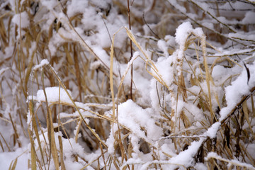 Dry blades of grass on snow blur forest background