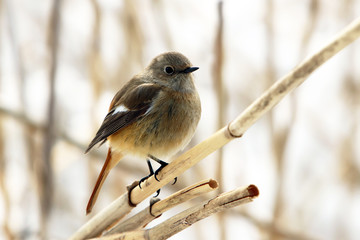 野鳥、ジョウビタキ、雪原、冬、小鳥、メス