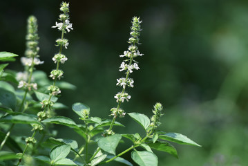 flowers on green background