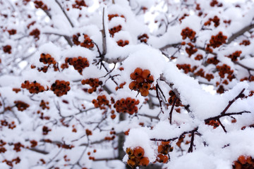 Red berries on the bush in snow. Winter nature, seasonal holidays background, New Year and Christmas concept