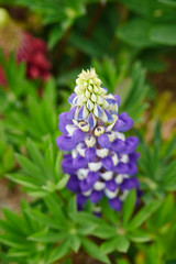 flowers in the garden