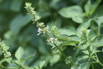 grasshopper on tree branch