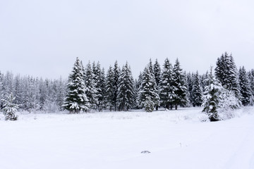 Naklejka premium Vivid white spruces on a frosty day. Location Carpathian national park, Ukraine, Europe. Ski resort. Exotic wintry scene. Attractive winter wallpaper. Happy New Year Discover the beauty of earth