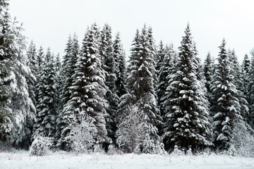 Winter landscape at sunset sunsets view white