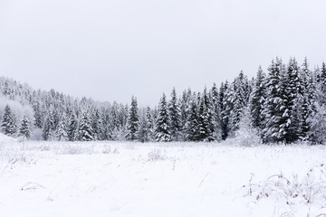 Scenic image of spruces tree Frosty day calm wintry scene Location Europe Ski resort Great picture of wild area Explore the beauty of earth Tourism concept Happy New Year