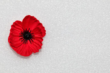 Poppy representing Anzac Day or Remembrance Day with copy space