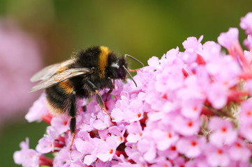 A Bumblebee (Bombus) perched on a  Buddleia flower, commonly known as the butterfly bush.