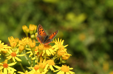A pretty Small Copper Butterfly (Lycaena phlaeas) nectaring on yellow flowers. © Sandra Standbridge