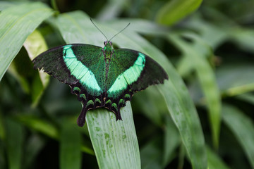 Schmetterling