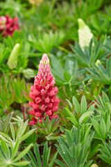 red flowers in the garden