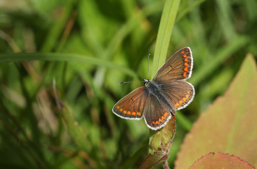 A pretty Brown Argus Butterfly (Aricia agestis) perched on a blade of grass.