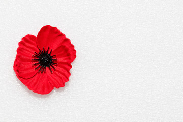 Poppy representing remembrance for Anzac Day or Remembrance Day with copy space - obrazy, fototapety, plakaty