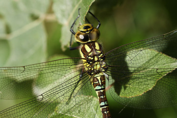A head shot of a pretty Southern Hawker Dragonfly (Aeshna cyanea) perched on a plant.