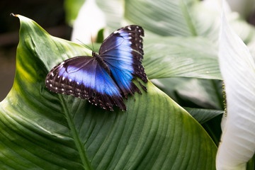Schmetterling
